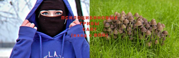 стаф Аркадак
